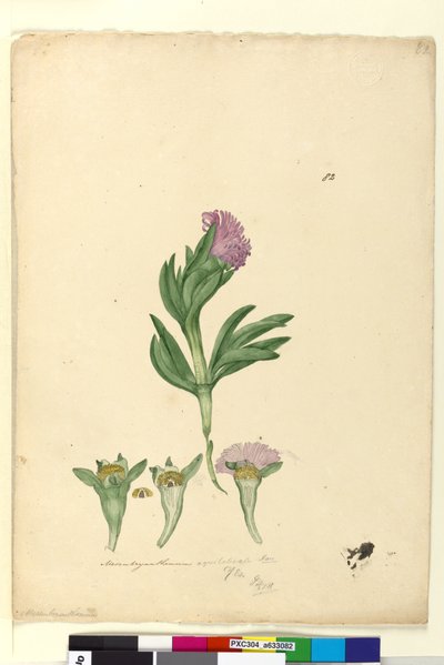 Page 82. Mesembryanthemum aequilaterale by John William Lewin
