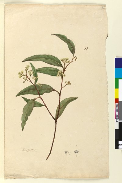 Page 83. Eucalyptus by John William Lewin
