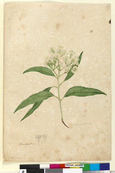 Page 84. Eucalyptus paniculata by John William Lewin