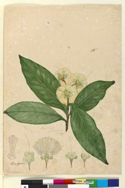 Page 85. Angophora intermedia by John William Lewin