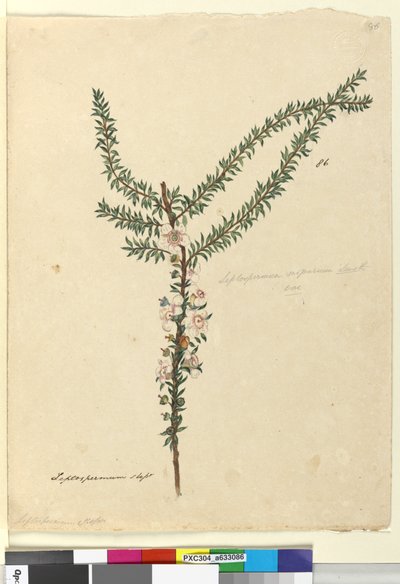 Page 86. Leptospermum scoparium by John William Lewin
