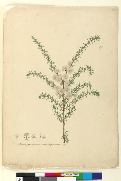 Page 87. Leptospermum ambiguum by John William Lewin