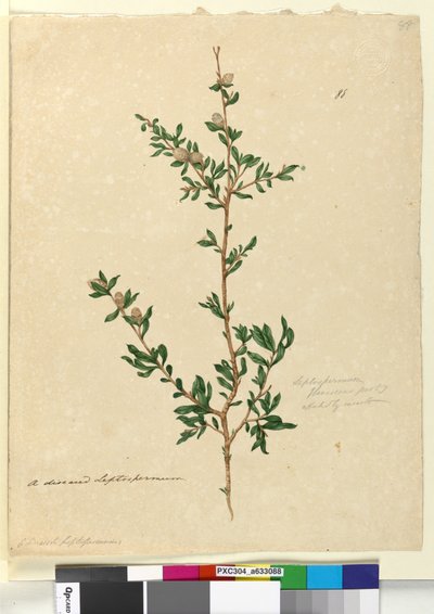 Page 88. Leptospermum flavescens by John William Lewin