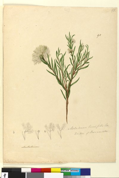 Page 92. Melaleuca linariifolia by John William Lewin