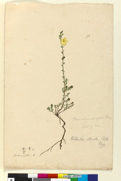 Page 93. Hibbertia stricta by John William Lewin