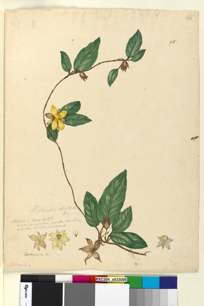 Page 95. Hibbertia dentata by John William Lewin