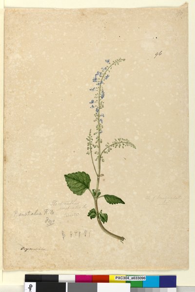 Page 96. Plectranthus australis by John William Lewin
