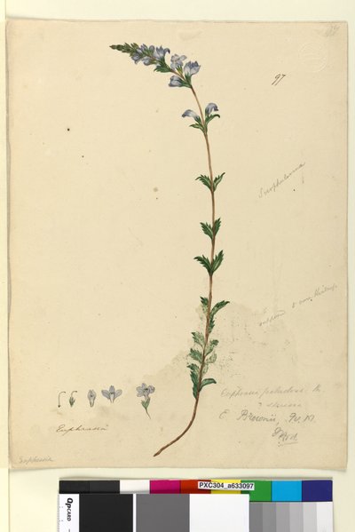 Page 97. Euphrasia paludosa by John William Lewin
