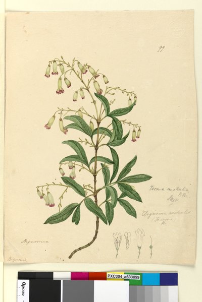Page 99. Bignonia australisPandorea pandorana by John William Lewin