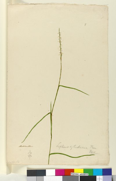 Lepturus cylindricus by John William Lewin