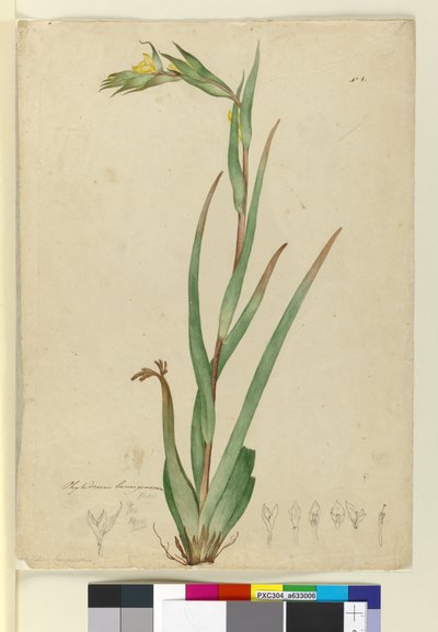 Phylidrum lanuginosum by John William Lewin