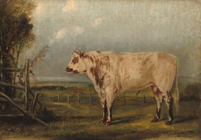 A Young Bull by John Woodhouse Audubon