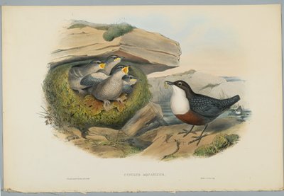 Cinclus Aquaticus - Water Ousel or Dipper, engraved by H. C. Richter by John after Gould