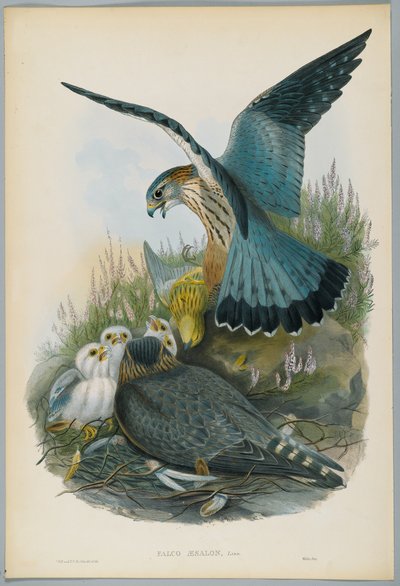 Falco Aesalon - Merlin, drawn by J. Wolf, engraved by H. C. Richter by John after Gould
