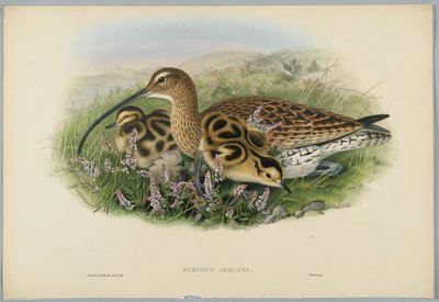 Numenius Arquata - Curlew, engraved by H. C. Richter by John after Gould