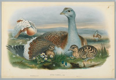 Otis Torda - Great Bustard, drawn by J. Wolf, engraved by H. C. Richter by John after Gould