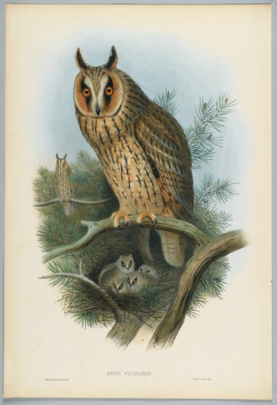 Otus Vulgaris - Long-Eared Owl, drawn by J. Wolf, engraved by H. C. Richter by John after Gould