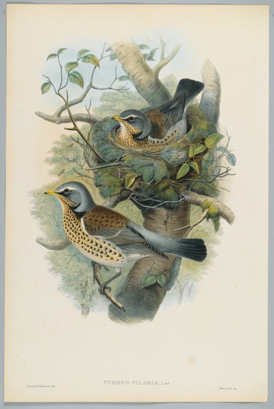 Turdus Pilarus - Juniper Thrush, engraved by H. C. Richter by John after Gould