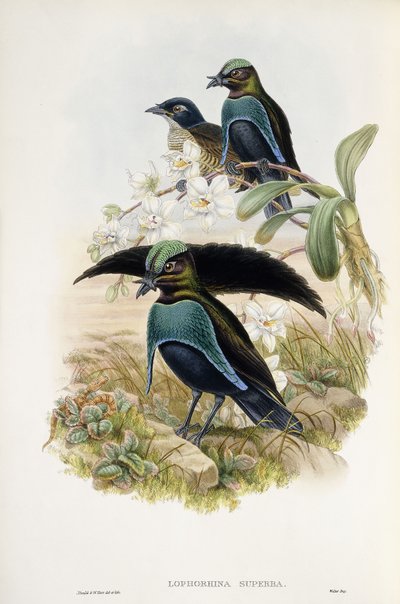Superb Bird of Paradise by John and Hart William Gould