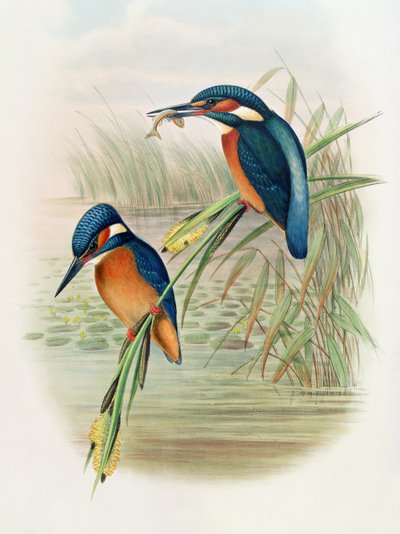 Alcedo Ispida (plate from 