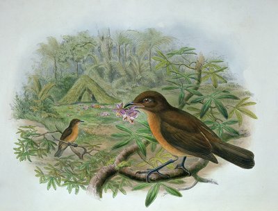 Amblyornis Inornatus, Vogelkop Gardener Bowerbird by John and Hart, William Gould