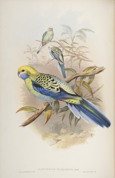 Platycerus Cyanogenus, from The Birds of Australia by John Gould by John and Richter Gould