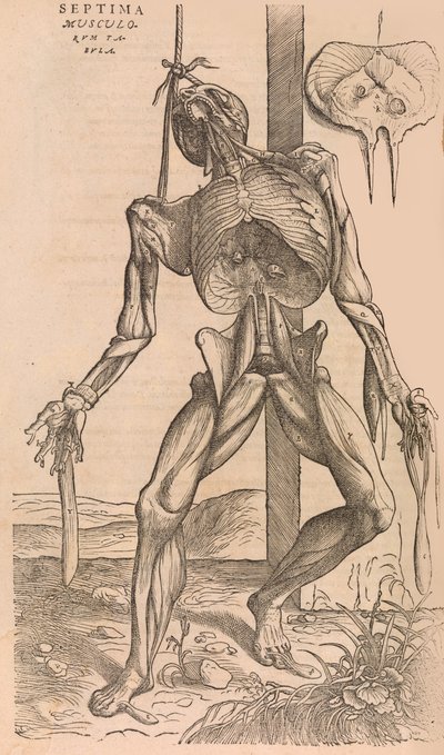 Of the Structure of the Human Body by John of Calcar