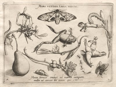 Archetypes and Studies: Death is the Line that Marks the End of All (Part II, Plate 5) by Joris Hoefnagel