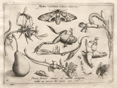 Archetypes and Studies: Death is the line that marks the end of all Part II, plate 5, 1592 by Joris Hoefnagel