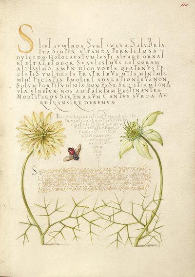 Black Cumins and Insect by Joris Hoefnagel