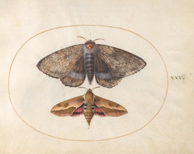 Blue Underwing Moth and Spurge Hawk Moth (plate 25 from Ignis) by Joris Hoefnagel