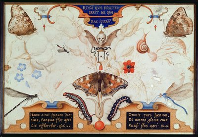 Diptych with flowers and insects, 1591 by Joris Hoefnagel