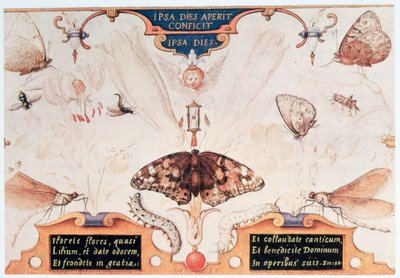 Diptych with flowers and insects by Joris Hoefnagel