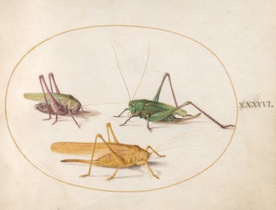 Grasshopper, c.1575-80 by Joris Hoefnagel