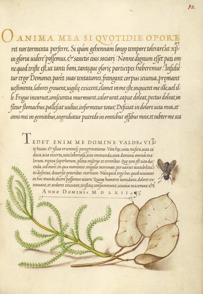 House Fly, Lavender Cotton, and Money Plant by Joris Hoefnagel