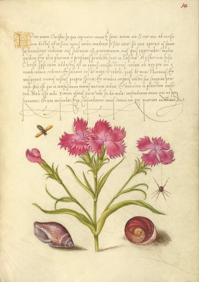 Insect, Sweet William, Spider, Marine Mollusk, and Eye of Santa Lucia by Joris Hoefnagel
