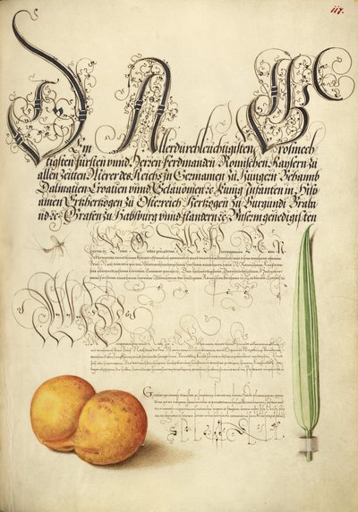 Mayfly, Apricot, and Reed Grass by Joris Hoefnagel