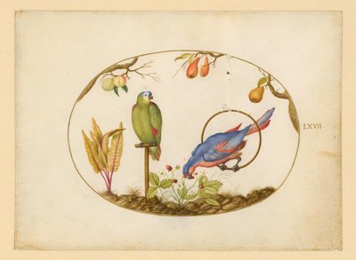Parrots, Plate LXVII by Joris Hoefnagel