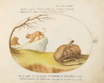 Plate 11: A Lioness with Two Lions in the Background by Joris Hoefnagel