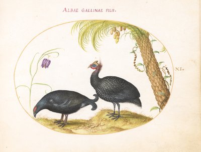 Plate 11: Pair of Guinea Fowl with Palm Tree and Fritillaria by Joris Hoefnagel