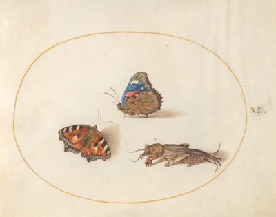 Plate 11: Small Tortoiseshell and Red Admiral Butterflies with a Mole Cricket by Joris Hoefnagel