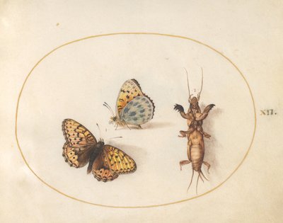 Plate 12: Two Views of a Butterfly (Silver-Bordered Fritillary?) and a Mole Cricket by Joris Hoefnagel