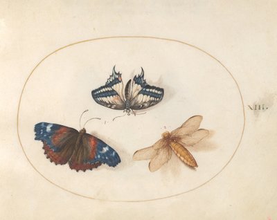 Yellow Swallowtail and Red Admiral Butterflies with a Dragonfly (Broad-Bodied Chaser?) by Joris Hoefnagel