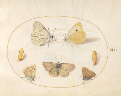 Plate 16: Black-Veined White, Clouded Yellow, Black Hairstreak (?), Geranium Argus (?), and Common Blue Butterflies with Two Chrysalides by Joris Hoefnagel
