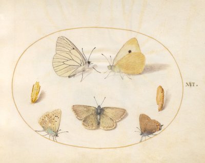 Plate 16: Black-Veined White, Clouded Yellow, Black Hairstreak(?) and Geranium Argus(?) Butterflies with Two Chrysalides by Joris Hoefnagel