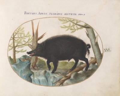 Plate 16: Wild Boar by Joris Hoefnagel
