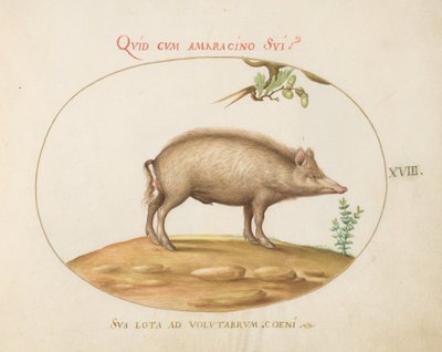Plate 18: A Pig with Acorns by Joris Hoefnagel