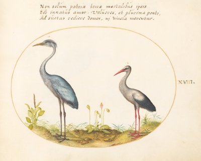 Plate 18: Heron and Stork by Joris Hoefnagel