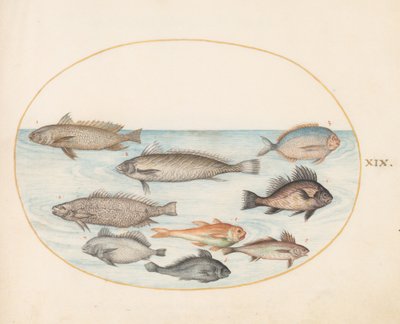 Plate 19: A Damselfish and Other Fish, Including Two 