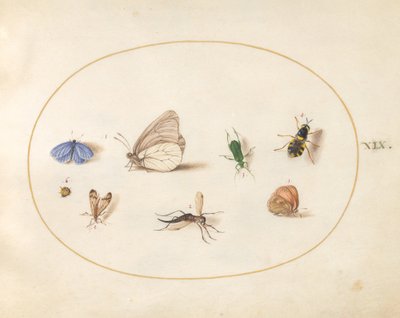 Plate 19: Two Butterflies with Five Other Insects by Joris Hoefnagel